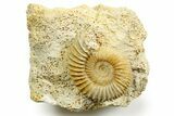 Jurassic Ammonite (Parkinsonia) Fossil - Calvados, France #367853-1